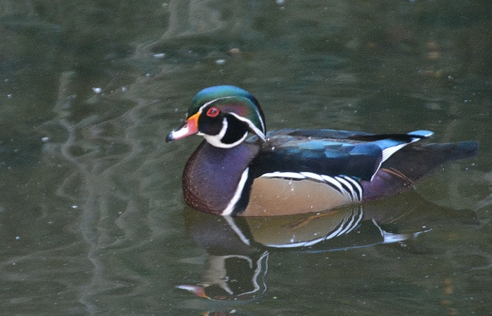wood duck in pond